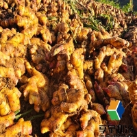 生姜儲(chǔ)存冷庫需要多少成本？費(fèi)用解析與省錢攻略